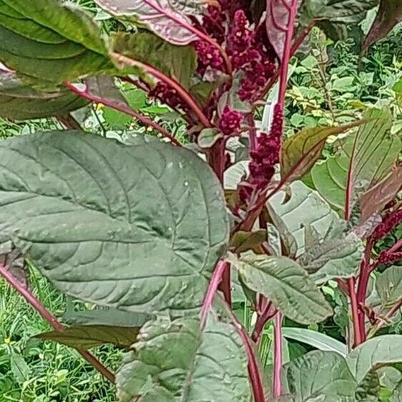 Amaranthus hypochondriacus Квітка