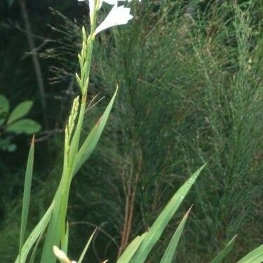 Watsonia borbonica 花