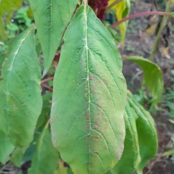Amaranthus caudatus Leaf