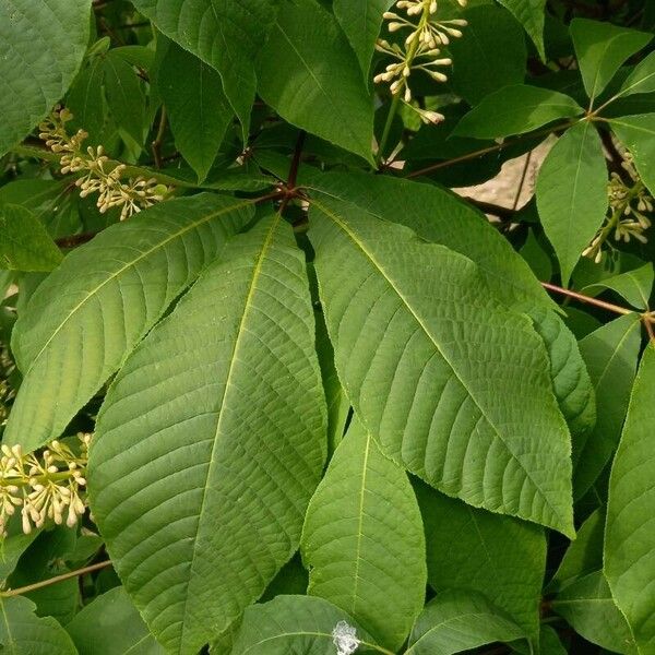 Aesculus parviflora Leaf