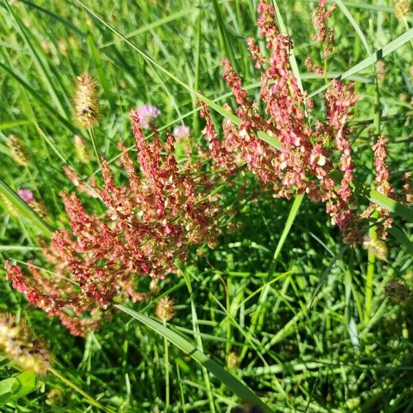 Rumex thyrsoides Floare