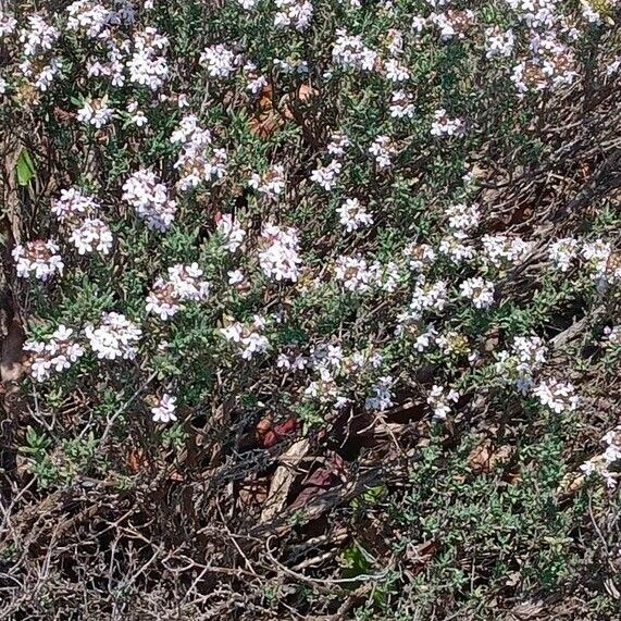 Thymus vulgaris Staniste