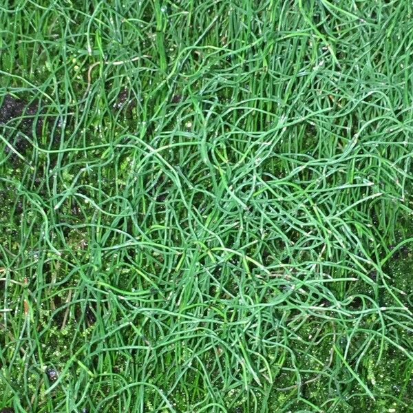 Equisetum scirpoides 形態