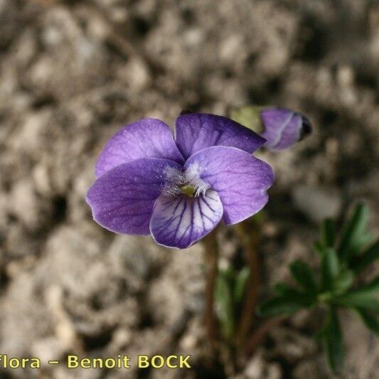 Viola pinnata Flower