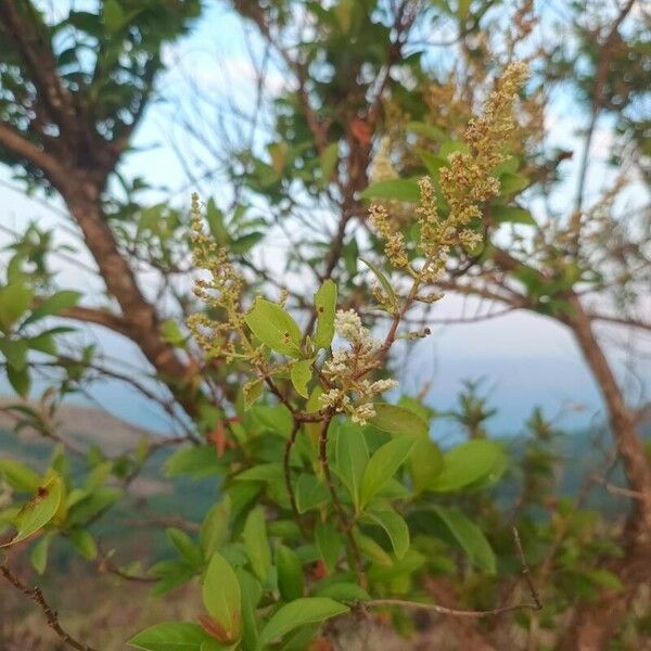 Buddleja asiatica Levél