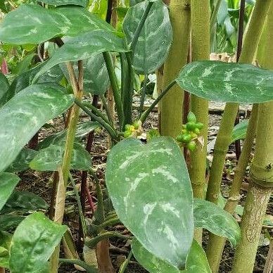 Aglaonema commutatum Habit