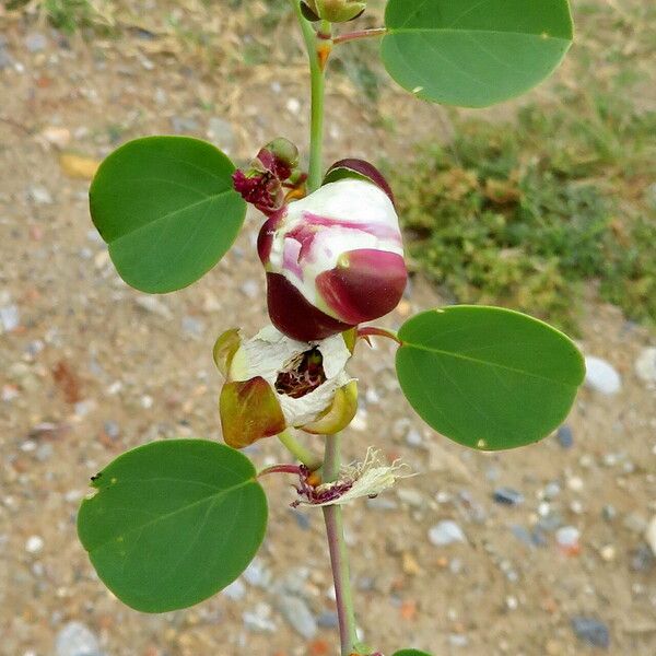 Capparis spinosa Квітка