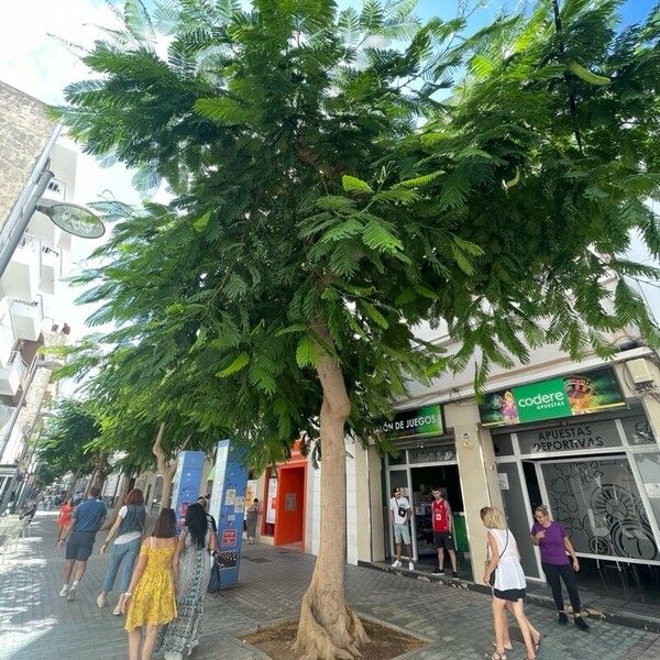 Delonix regia Leaf