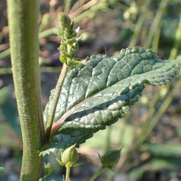 Verbascum phoeniceum 葉