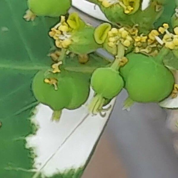 Euphorbia heterophylla Frukt