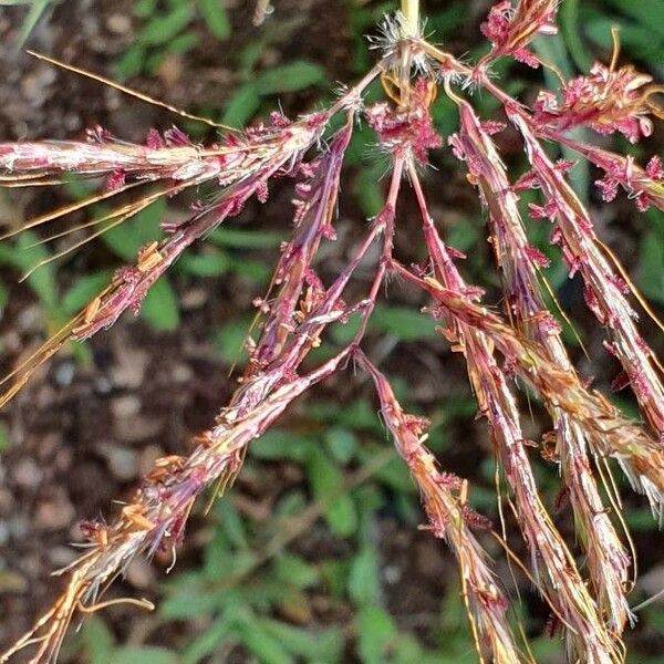 Bothriochloa insculpta Flor