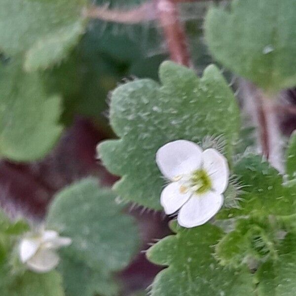 Veronica cymbalaria Flor