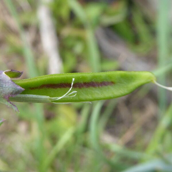 Lathyrus clymenum Fruto