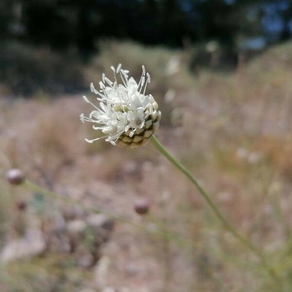 Cephalaria leucantha Floare