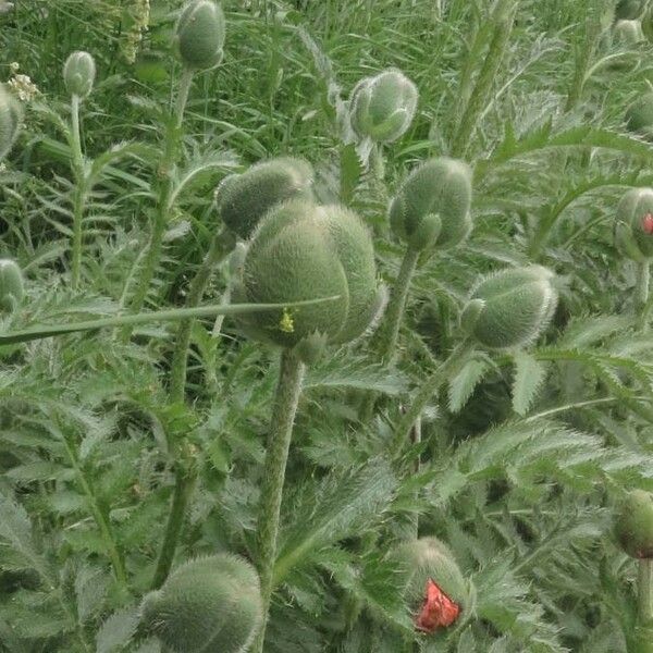 Papaver orientale Fruit