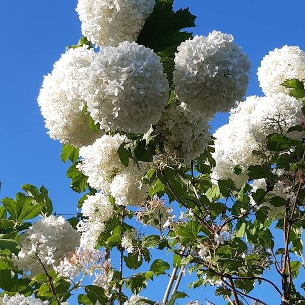 Viburnum macrocephalum Blodyn