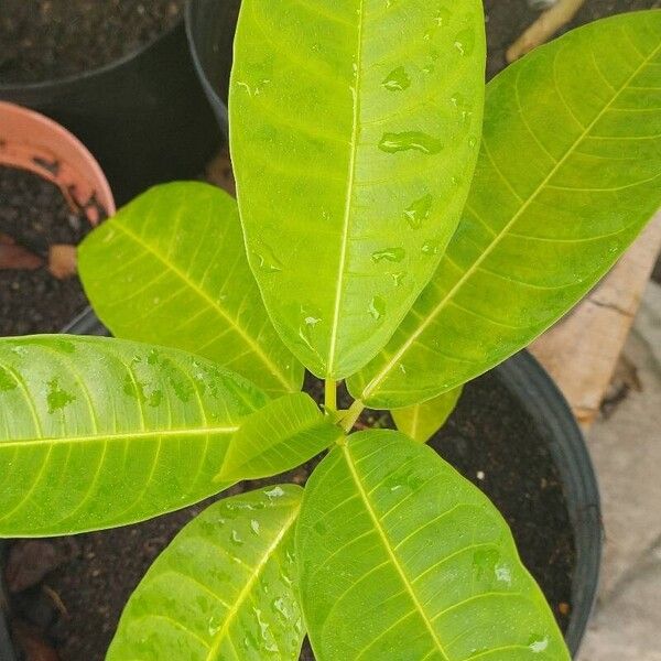 Ficus maxima ഇല