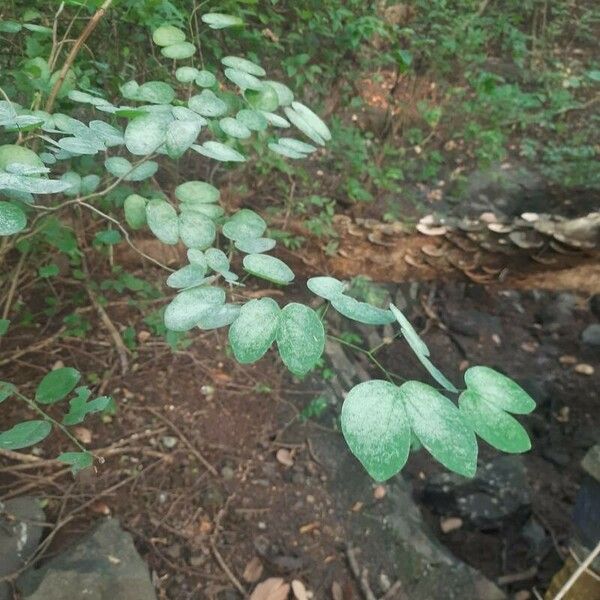 Bauhinia tomentosa Yaprak