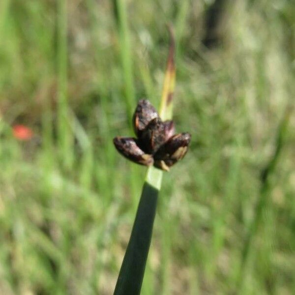 Schoenoplectus pungens Fiore