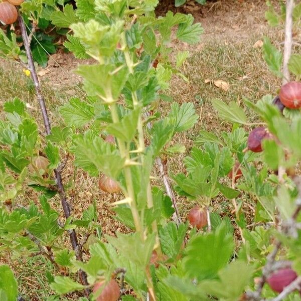 Ribes uva-crispa Folio