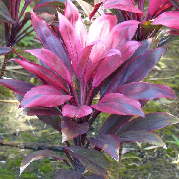 Cordyline fruticosa Fleur