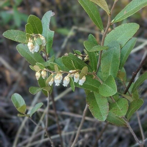 Chamaedaphne calyculata Blomst