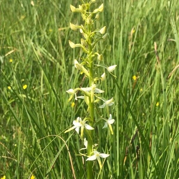 Platanthera bifolia Flor