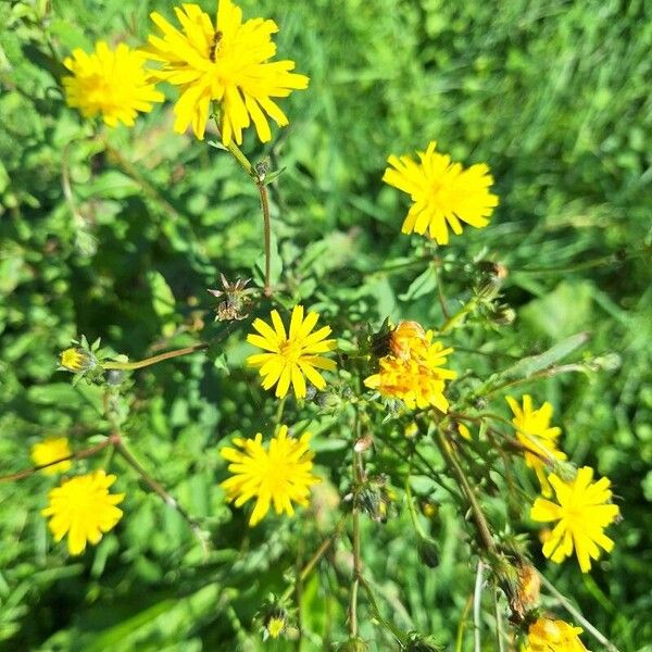 Crepis biennis Blomst