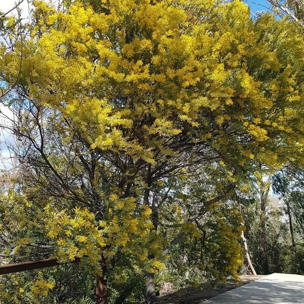 Acacia cultriformis Hábitos