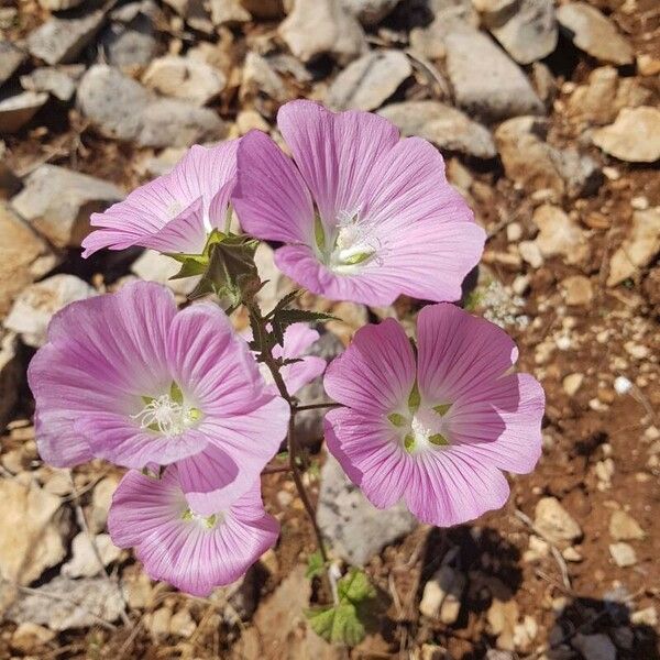 Malva punctata Flower