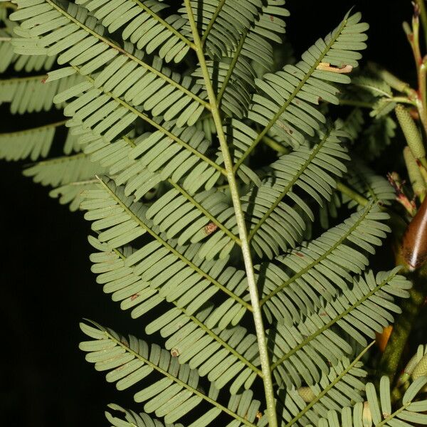 Vachellia collinsii 葉