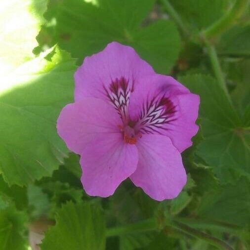 Pelargonium graveolens പുഷ്പം