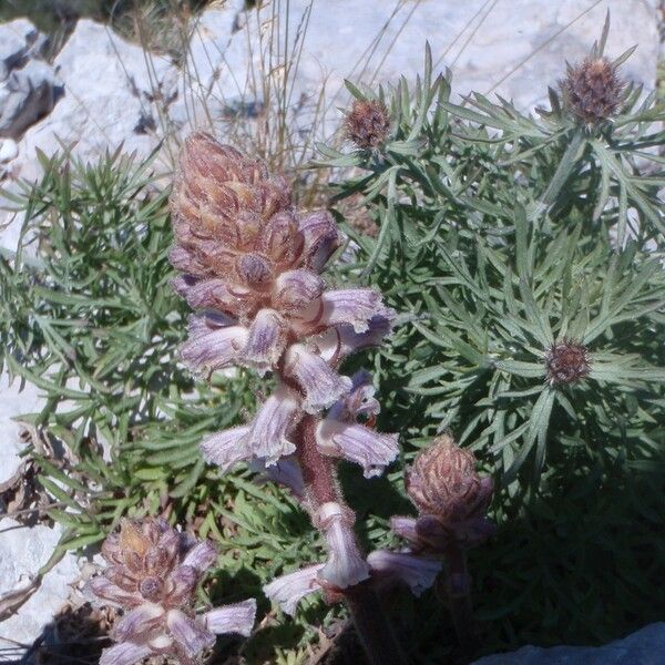 Centaurea corymbosa autre