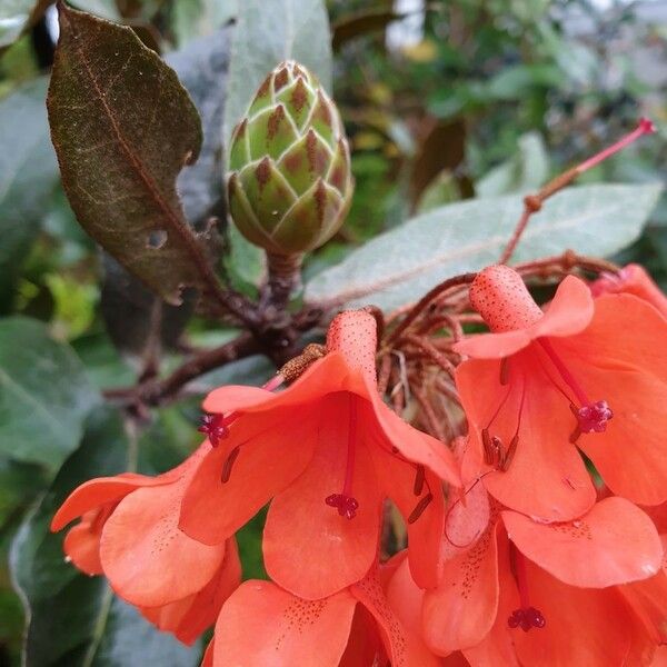 Rhododendron fallacinum Flower