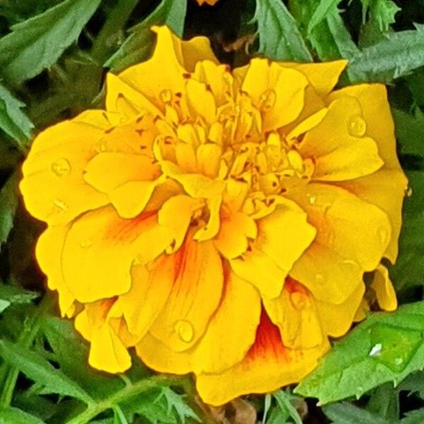 Tagetes erecta Цветок