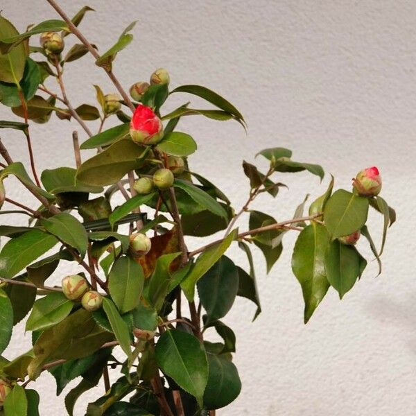 Camellia sasanqua 形態