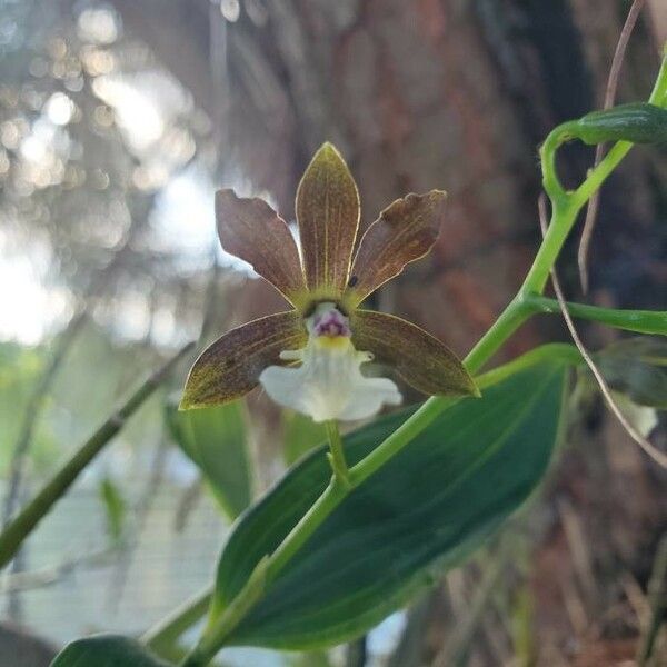 Encyclia cordigera Flower