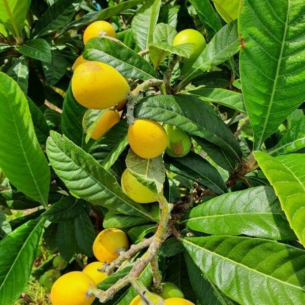 Eriobotrya japonica Blatt