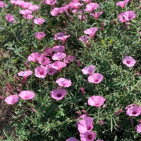 Convolvulus althaeoides Flower