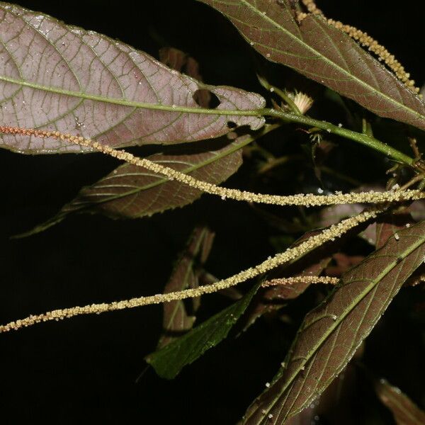 Acalypha apodanthes Leaf