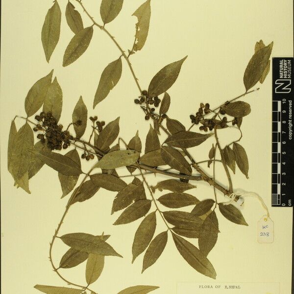 Zanthoxylum oxyphyllum Altro