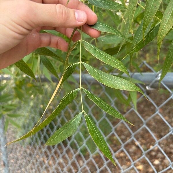 Pistacia chinensis Leaf