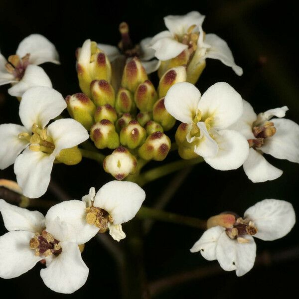 Nasturtium microphyllum Flower