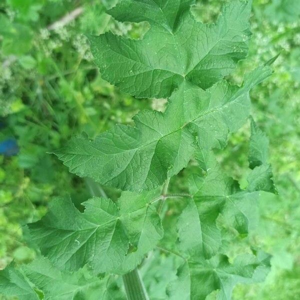 Heracleum sphondylium Folha