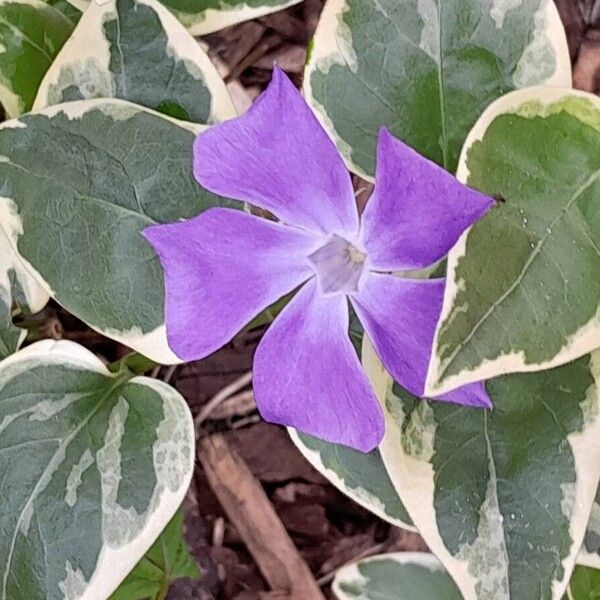 Vinca major Blomma