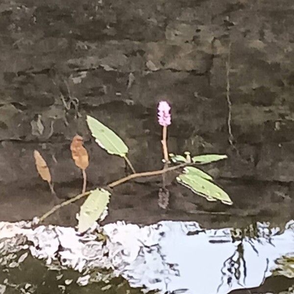 Persicaria amphibia Habit