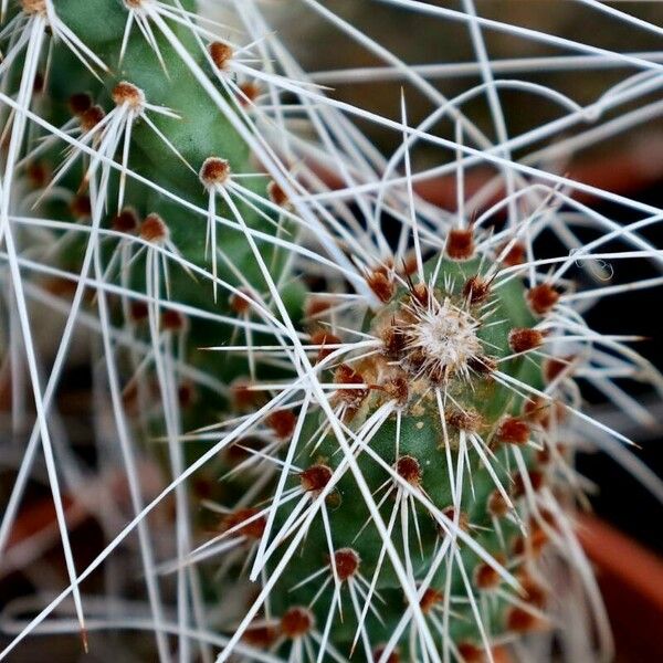 Opuntia polyacantha Other