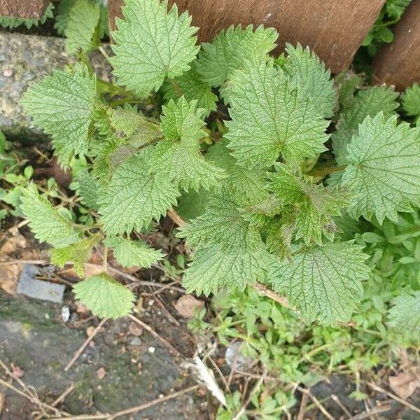 Urtica urens ഇല