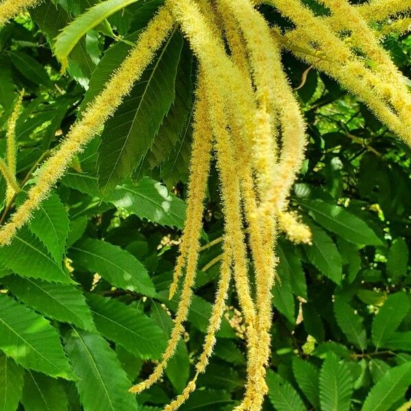 Castanea sativa Flower