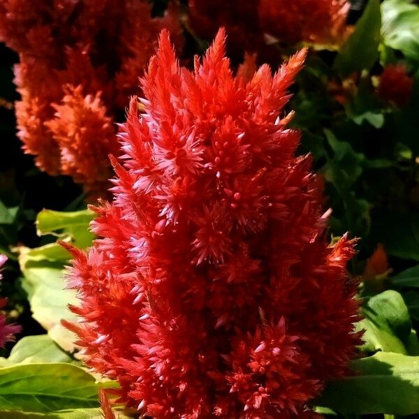 Celosia argentea Žiedas